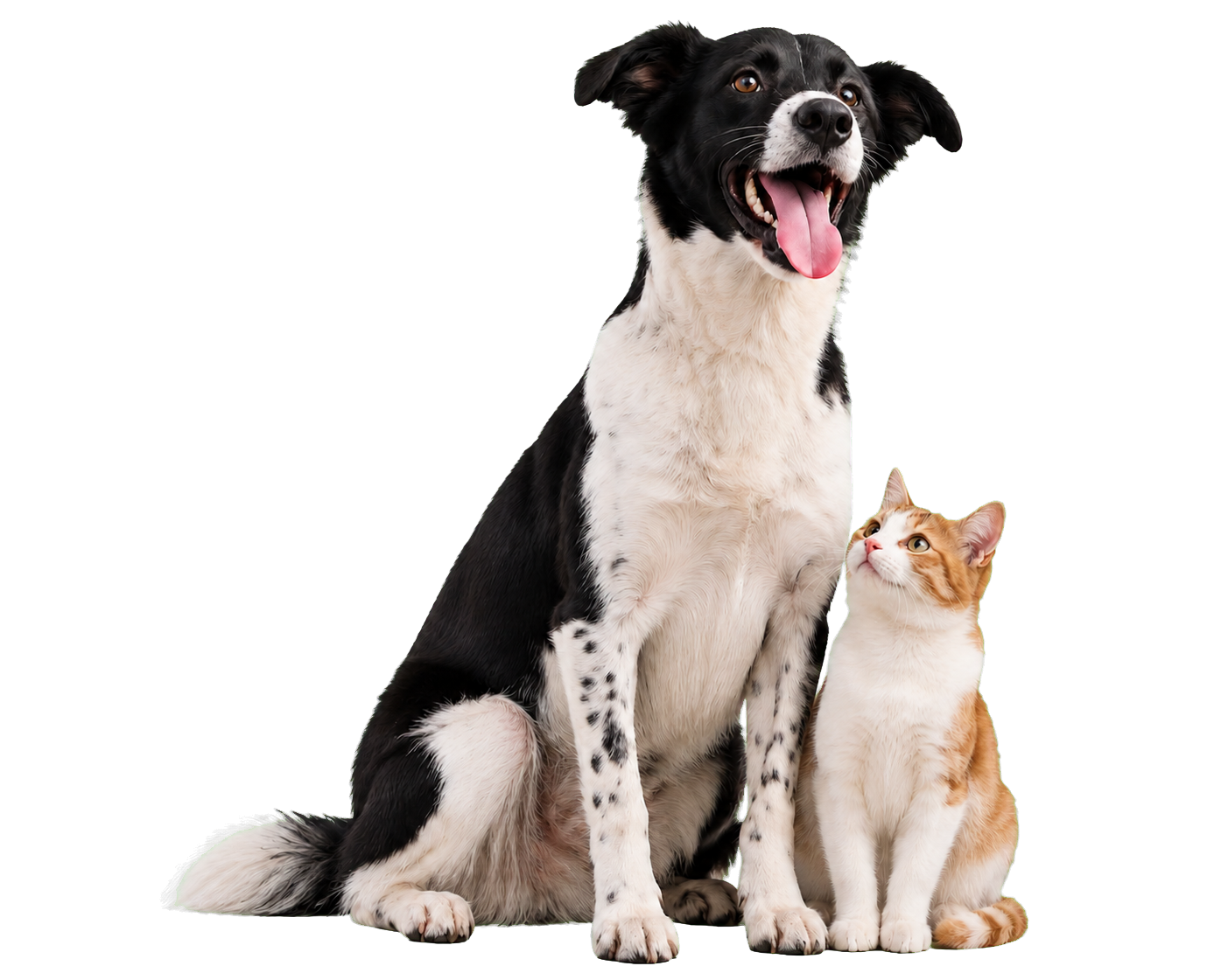 Hund und Katze als Symbol für das Kaumaster Tierbedarf-Sortiment